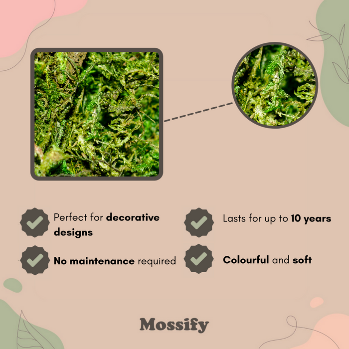 6 Pack - Premium Preserved Moss Mix