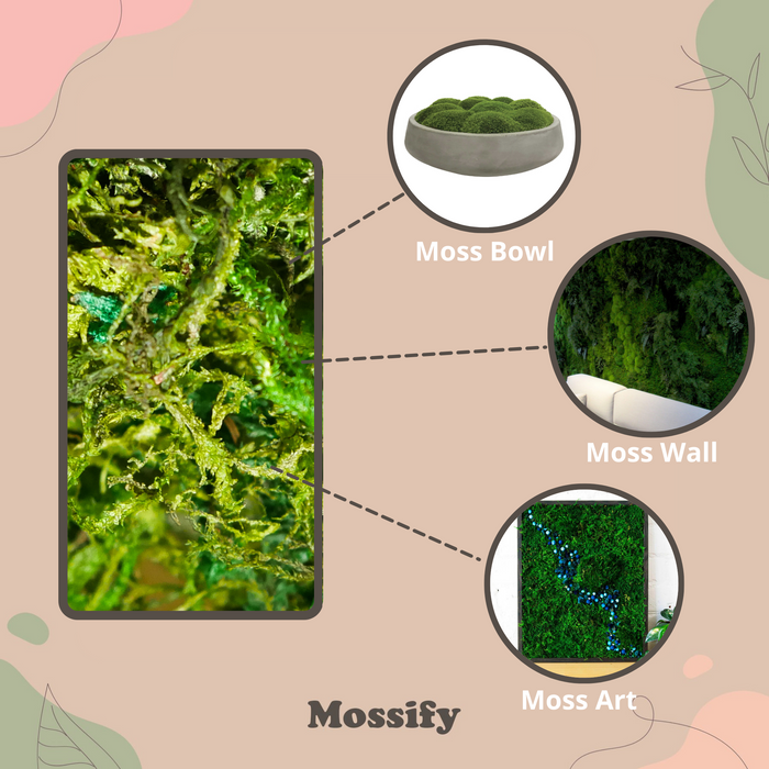 XL Premium Preserved Forest Moss