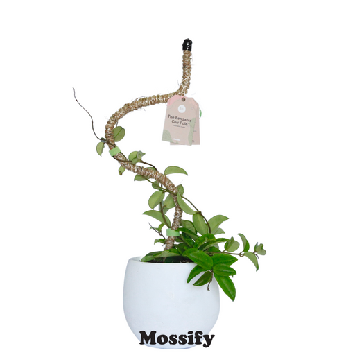 Mossify Greening Pins