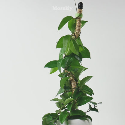 The Original Bendable Coir Pole™ - Best-seller (ruban inclus) 