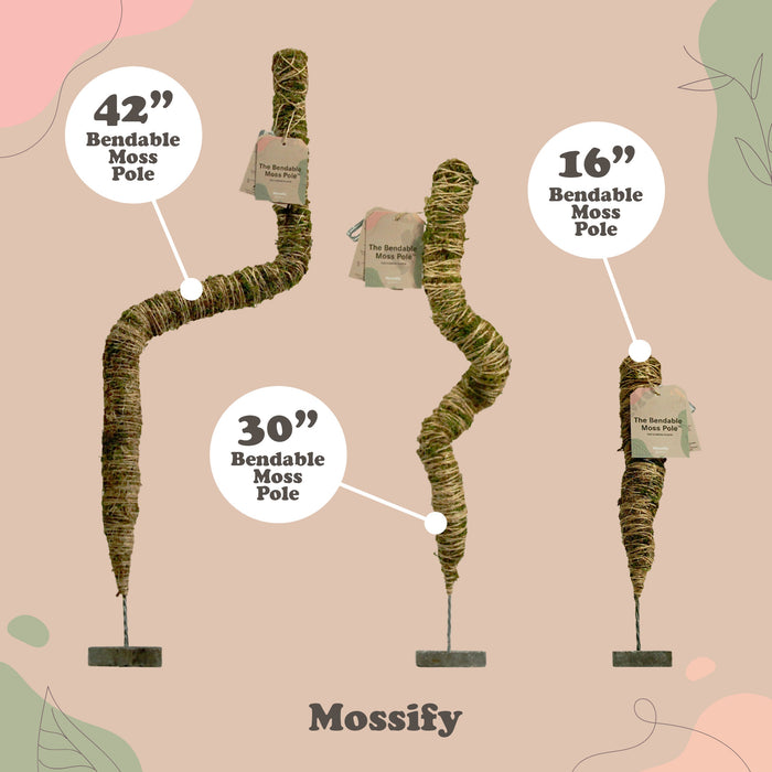 6 unités - Forfait Mossify Pole Lover 