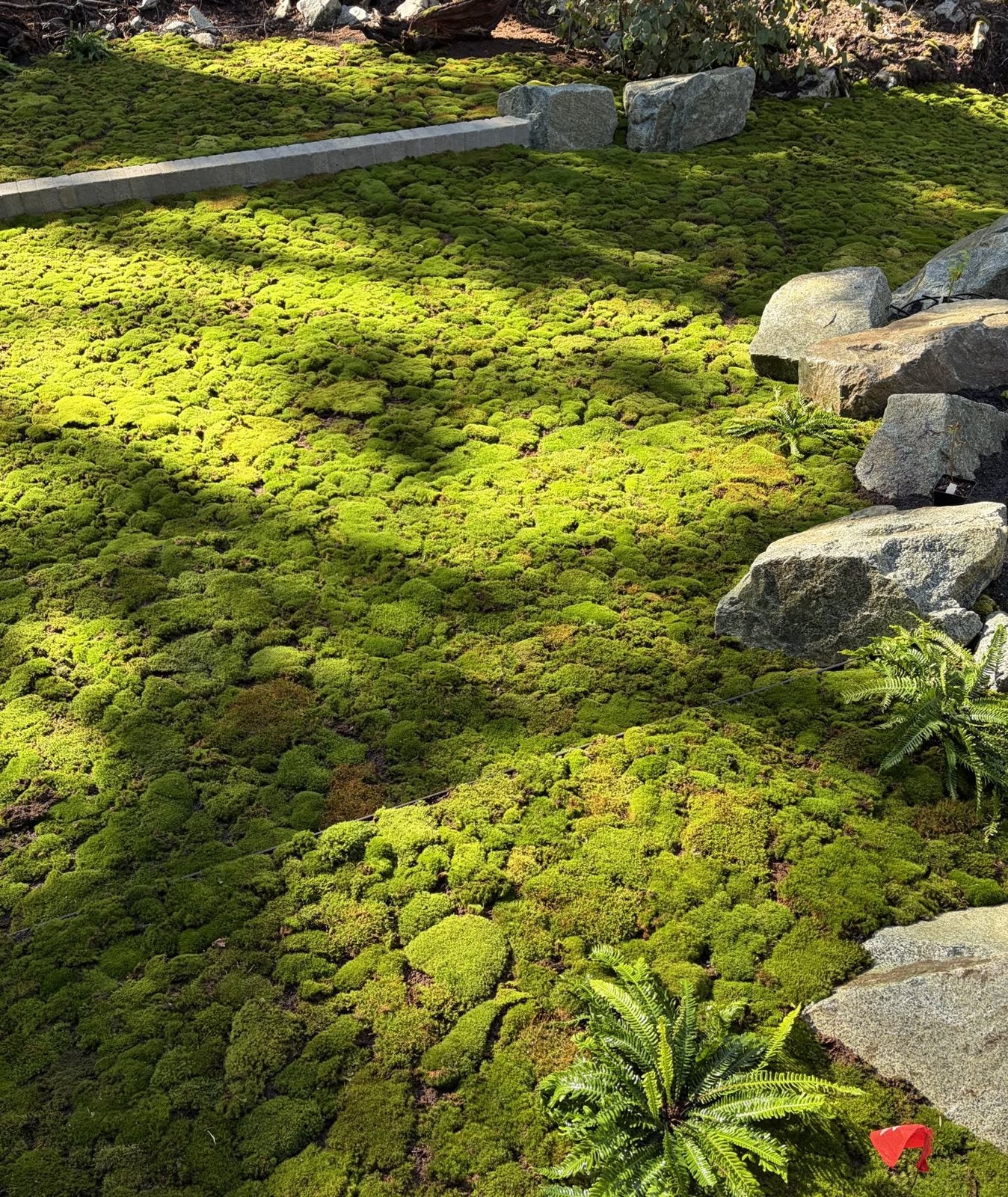 Landscape Moss by Mossify